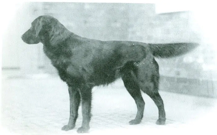 Milloin roturisteytyksistä tuli koiranjalostuksessa tabu?