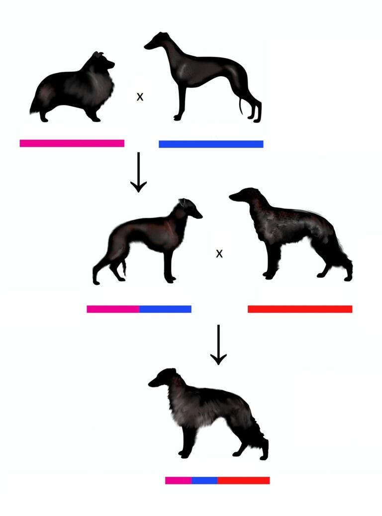 Risteytykset jalostusohjelmissa – erilaisia toteutustapoja