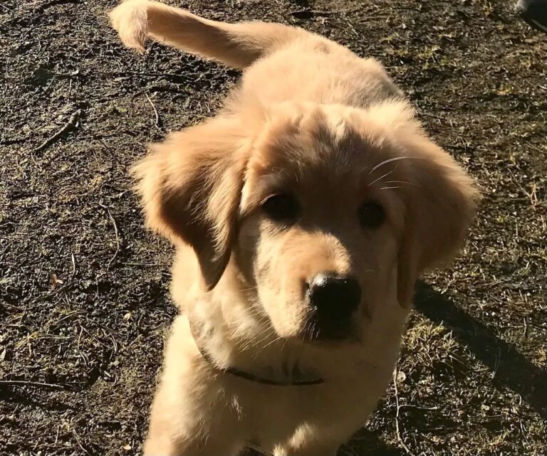 Koirien herkkyys yhteistyöhön ihmisten kanssa kehittyy varhain ja on voimakkaasti perinnöllinen