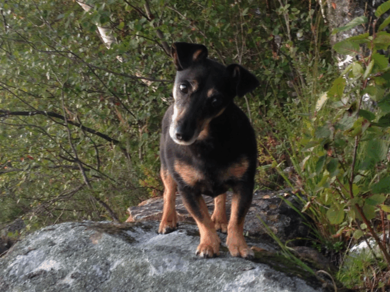 Vain kolmannes omistajista tunnistaa nuoren koiransa nivelrikkokivun