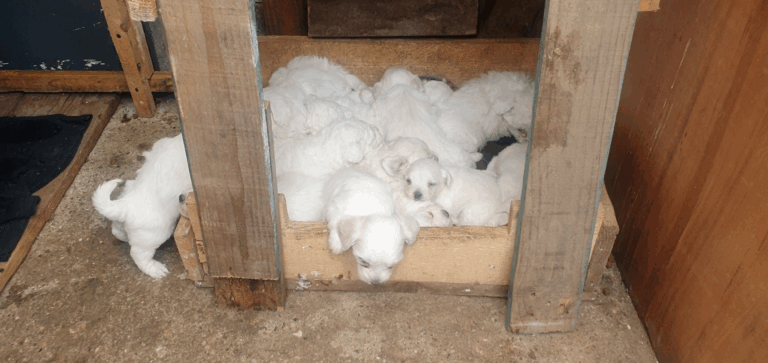 Euroopan laiton koiranpentukauppa on miljardien eurojen ala