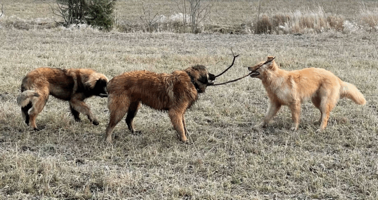 Kuinka jalostetaan terveitä koiria?