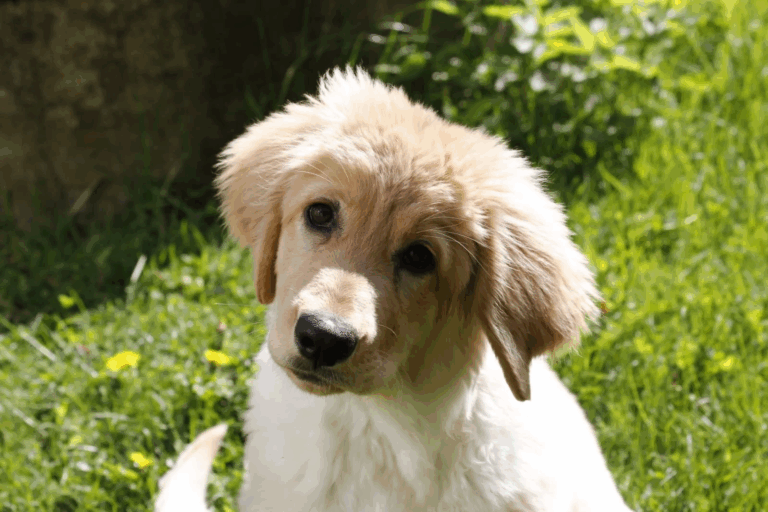 Koiranjalostus – valitako jatkossa pakkopaita vai innovatiivisuus?