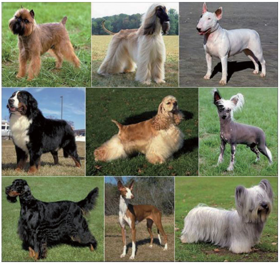 Tutkimus koirien perinnöllisistä sairauksista tukee perinnöllisen vaihtelun merkitystä terveydelle