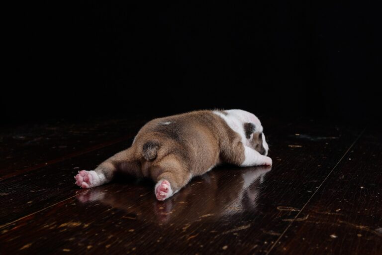 Koirien ”bulldoggimutaatio” DVL2 aiheuttaa myös riskin kitalakihalkioon
